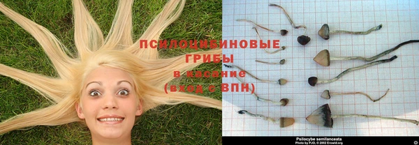 apvp Алексин